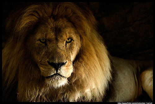 Африканский лев (Panthera leo) - African Lion